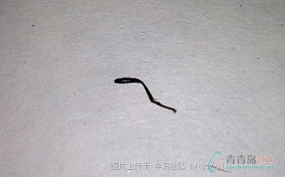 nova_8843 发表于 2015-8-30   :40   吃完蚊子腿再吃个蟑螂腿好了 送