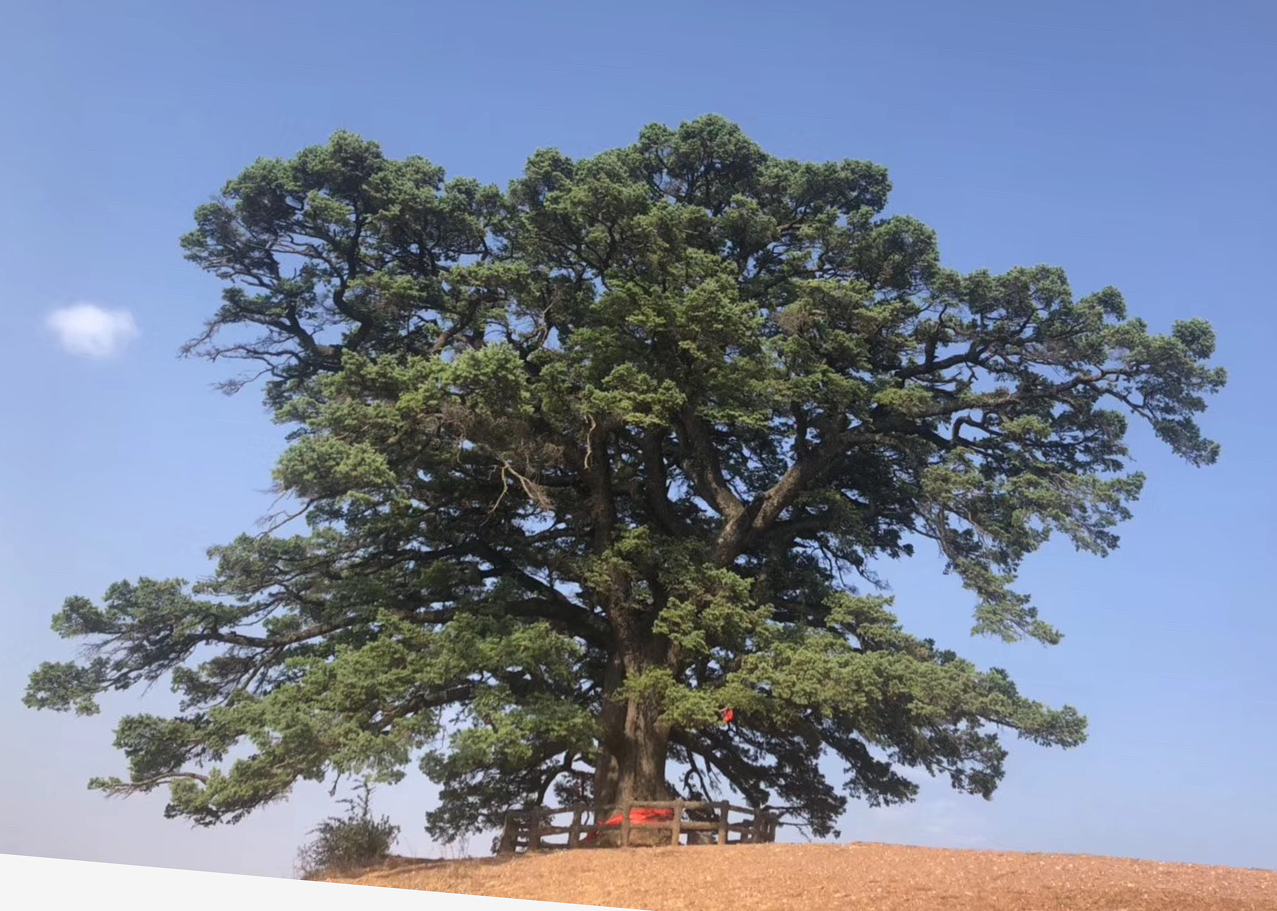 千年老龙树